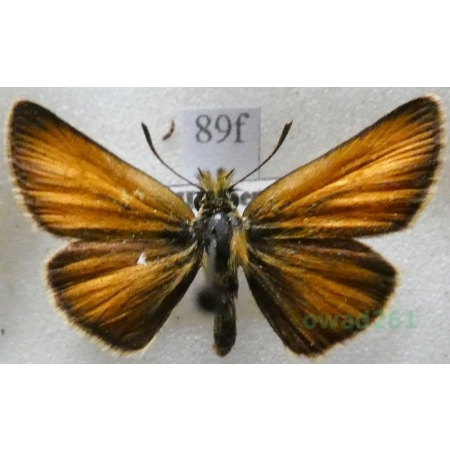 Thymelicus sylvestris (Poda, 1761) Karłątek ceglasty, karłątek leśny Czech89f